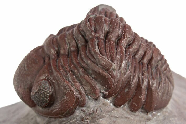 Red Austerops Trilobite - Hmar Laghdad, Morocco #329733